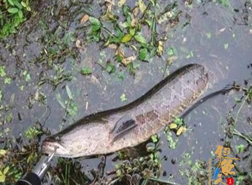 初秋天热好路亚，路亚新手应该学会这两招