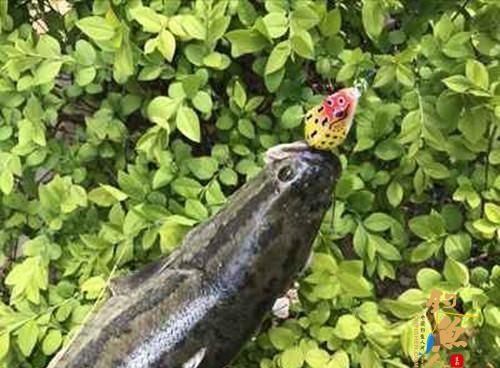 初秋天热好路亚，路亚新手应该学会这两招