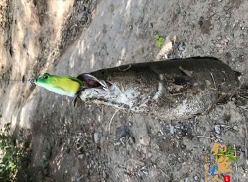 初秋天热好路亚，路亚新手应该学会这两招