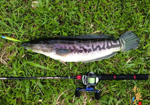 初秋天热好路亚，路亚新手应该学会这两招