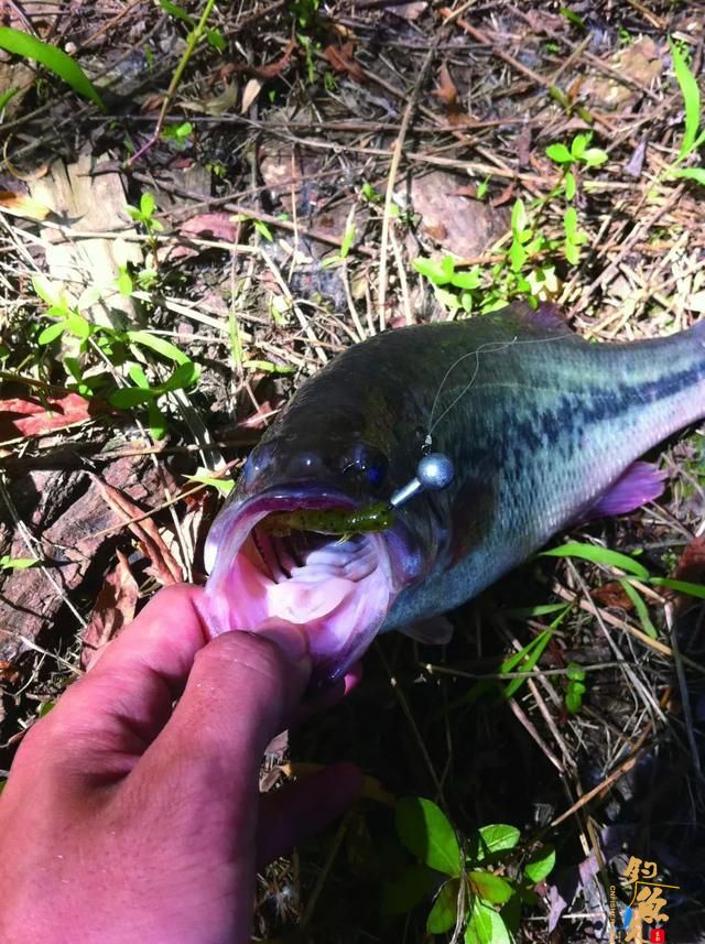 路亚多年的经验总结，我身上有你们的影子
