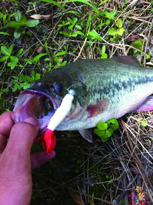 路亚多年的经验总结，我身上有你们的影子