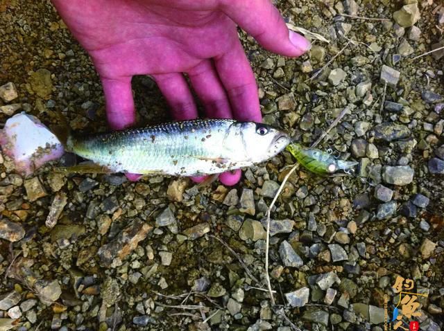 路亚多年的经验总结，我身上有你们的影子