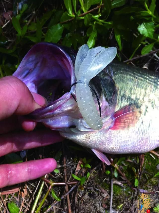 复合亮片介绍，一款四季通用的快速搜索反应饵