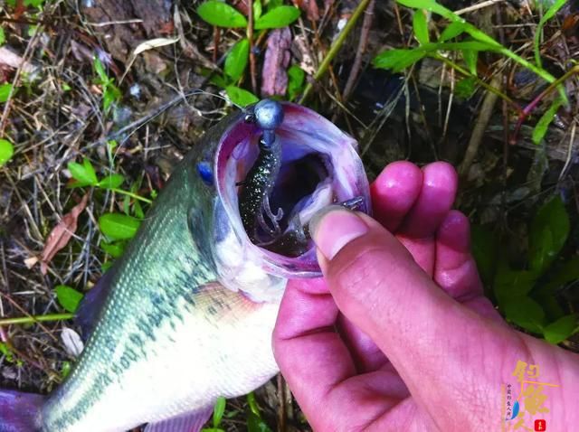 复合亮片介绍，一款四季通用的快速搜索反应饵