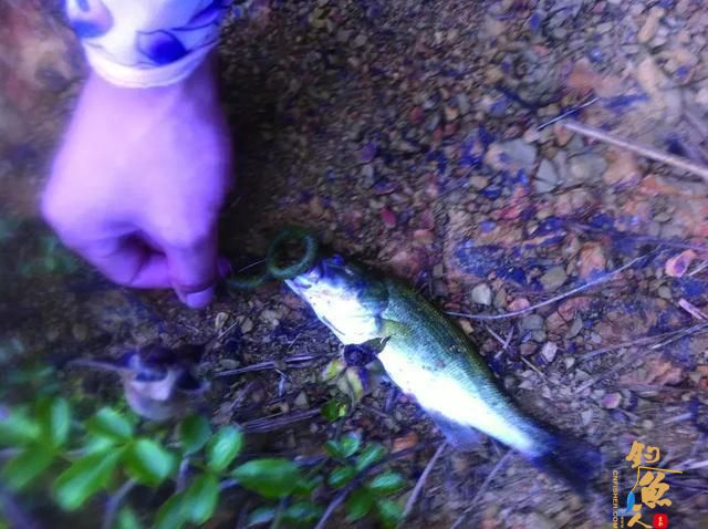 复合亮片介绍，一款四季通用的快速搜索反应饵