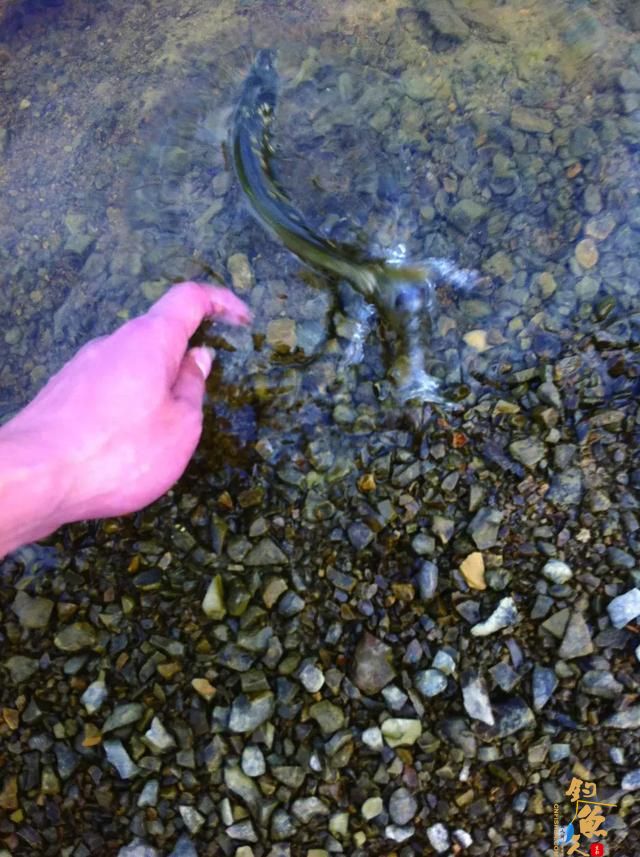 复合亮片介绍，一款四季通用的快速搜索反应饵