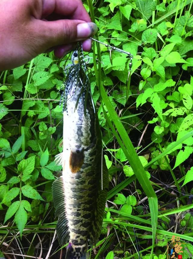 复合亮片介绍，一款四季通用的快速搜索反应饵