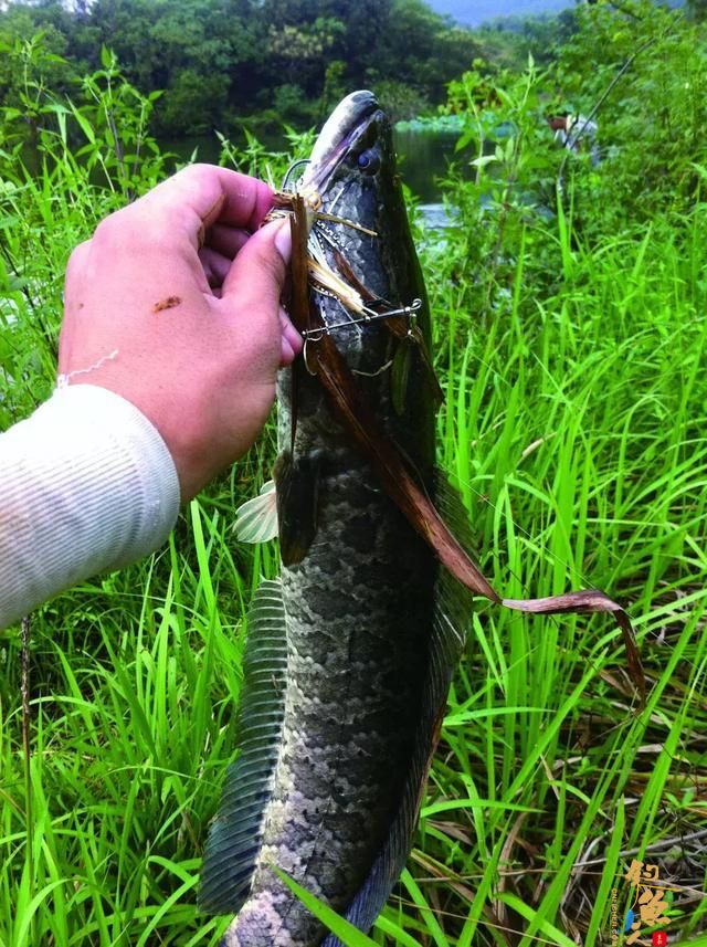 复合亮片介绍，一款四季通用的快速搜索反应饵