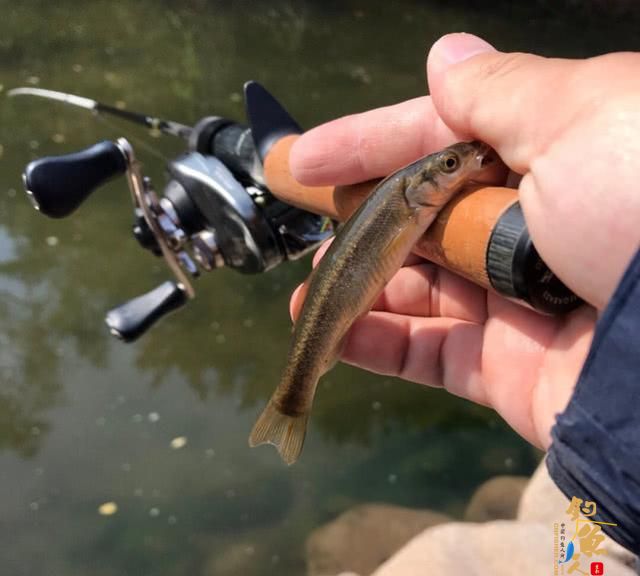 为什么路亚老是空军呢？一旦中鱼却很兴奋