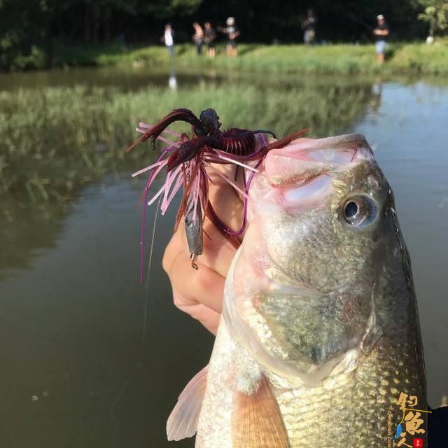 为什么路亚老是空军呢？一旦中鱼却很兴奋