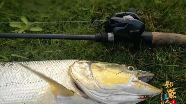 渔轮炸线怎么办？钓鱼高手教你处理