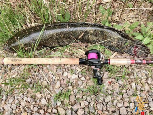 雷强钓法-粗竿、粗线配强力渔轮，中鱼后直接拉上岸