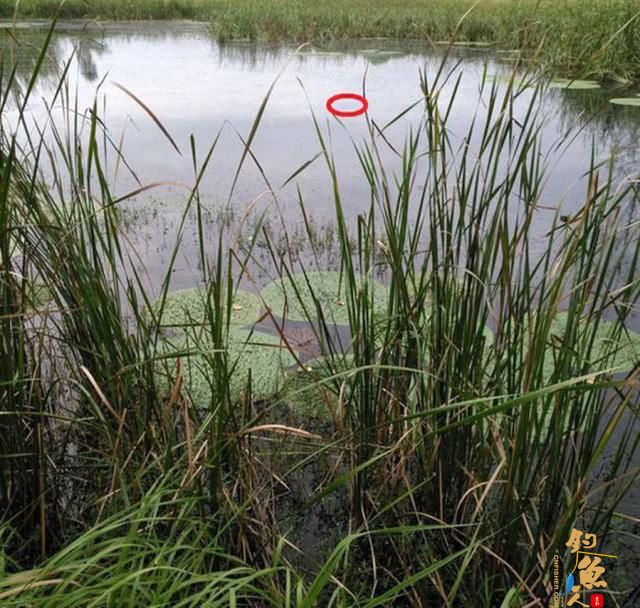 雷强钓法-粗竿、粗线配强力渔轮，中鱼后直接拉上岸