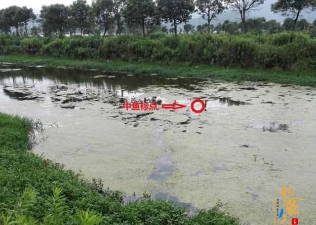 雷强钓法-粗竿、粗线配强力渔轮，中鱼后直接拉上岸