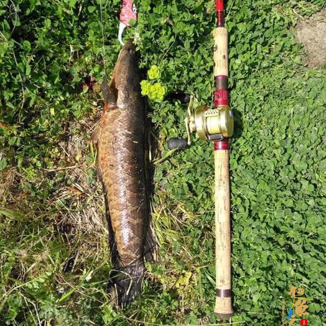 雷强钓法-粗竿、粗线配强力渔轮，中鱼后直接拉上岸