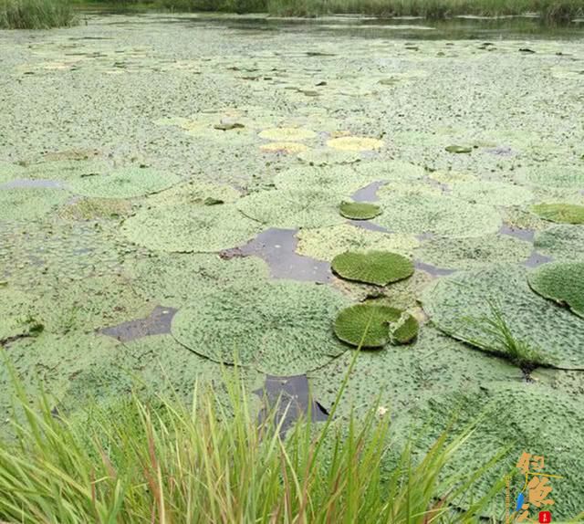 雷强钓法-粗竿、粗线配强力渔轮，中鱼后直接拉上岸
