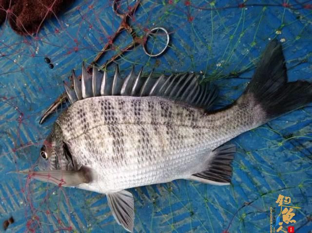 什么是黑鲷鱼？如何垂钓黑鲷鱼有什么技巧