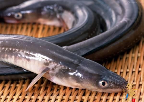 海钓星鳗的细节注意点(也称鳝鱼或者鳗鱼)