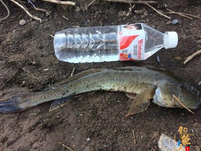 一年一生死的楞巴鱼好吃吗?要如何钓楞巴鱼