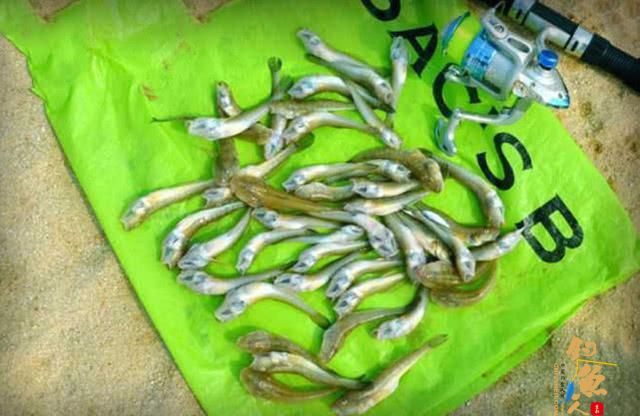 一年一生死的楞巴鱼好吃吗?要如何钓楞巴鱼