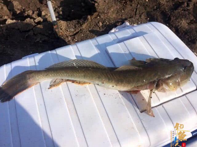 一年一生死的楞巴鱼好吃吗?要如何钓楞巴鱼