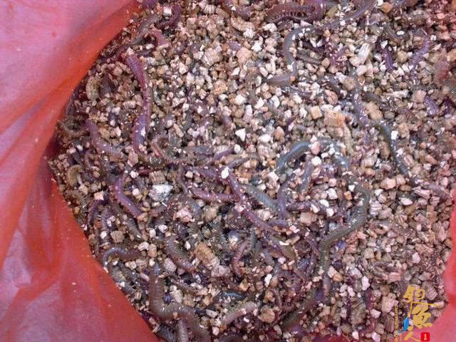 一年一生死的楞巴鱼好吃吗?要如何钓楞巴鱼