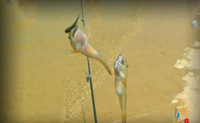 一年一生死的楞巴鱼好吃吗?要如何钓楞巴鱼