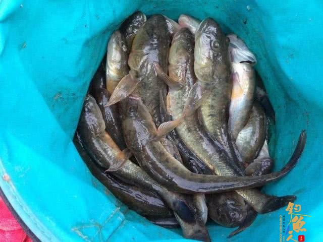 一年一生死的楞巴鱼好吃吗?要如何钓楞巴鱼