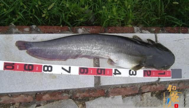 黑龙江凶猛的大型肉食鱼怀头鲶，用路亚钓法擒上岸