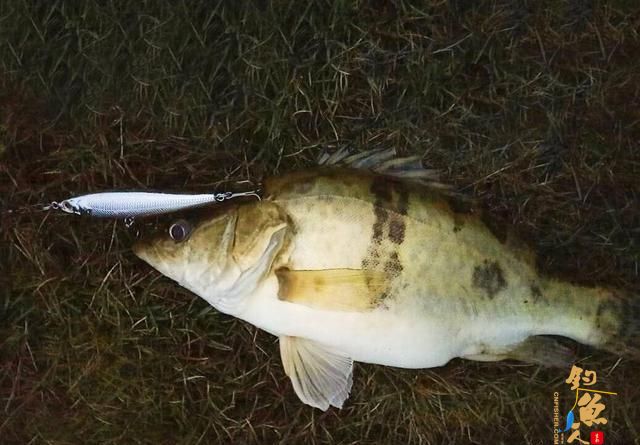 路亚鲈鱼最好的时间是什么时候？高手来分解