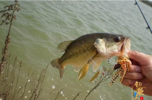 路亚鲈鱼最好的时间是什么时候？高手来分解