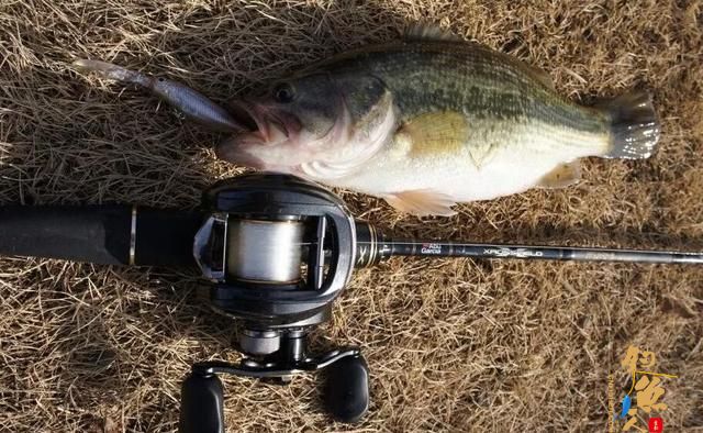 路亚鲈鱼，哪些标点能上鱼？