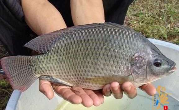 罗非鱼能路亚吗？路亚罗非鱼的技巧