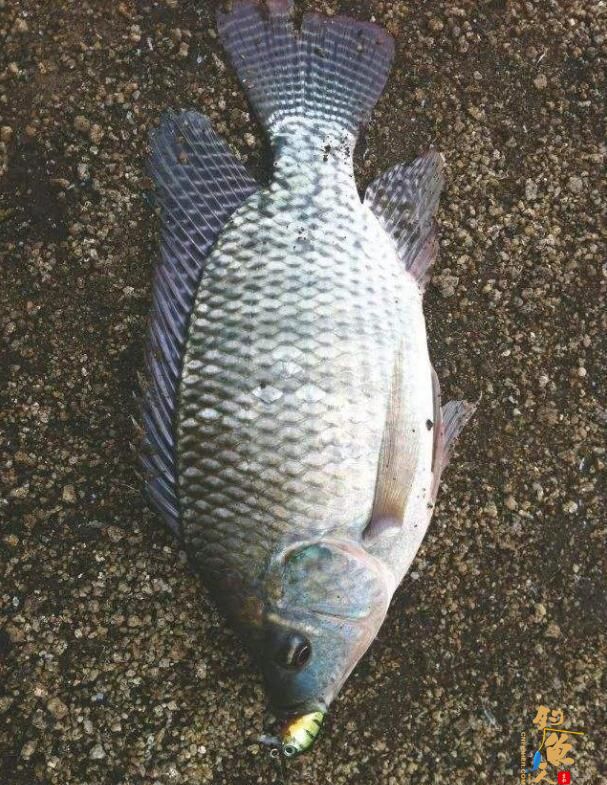 罗非鱼能路亚吗？路亚罗非鱼的技巧