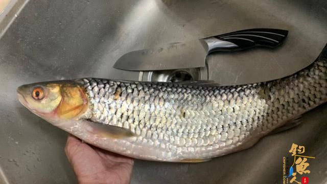 这种鱼近看色泽、体型极似草鱼，赤眼鳟的垂钓技巧