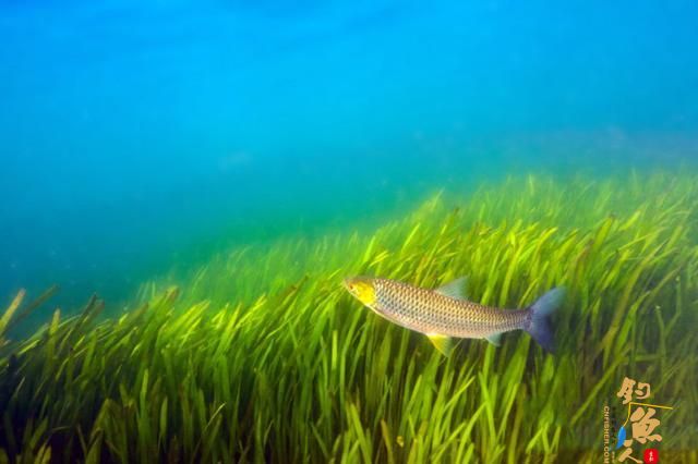 这种鱼近看色泽、体型极似草鱼，赤眼鳟的垂钓技巧