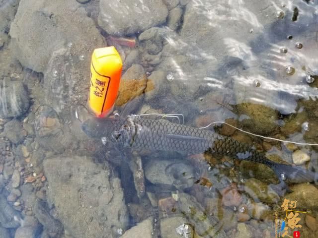 这种鱼近看色泽、体型极似草鱼，赤眼鳟的垂钓技巧
