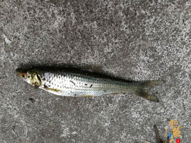 这种鱼近看色泽、体型极似草鱼，赤眼鳟的垂钓技巧