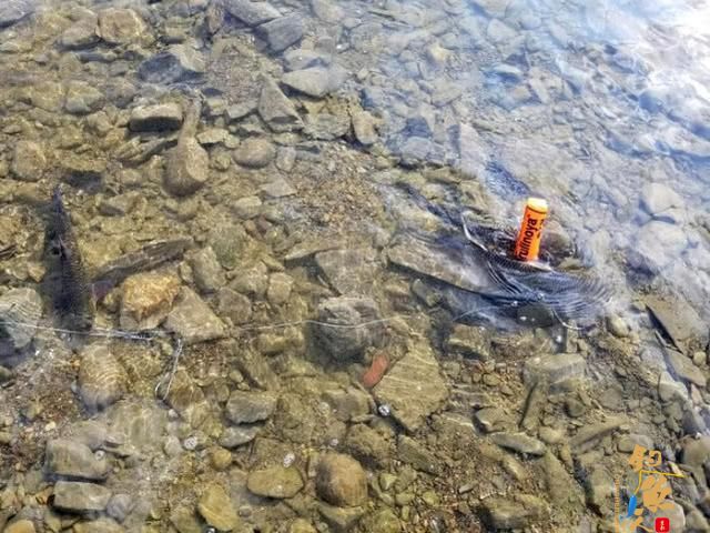 这种鱼近看色泽、体型极似草鱼，赤眼鳟的垂钓技巧