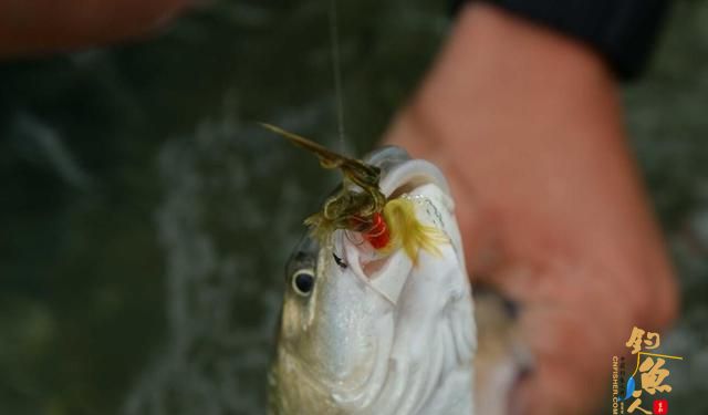 飞蝇钓怎么玩？好钓鱼来教你