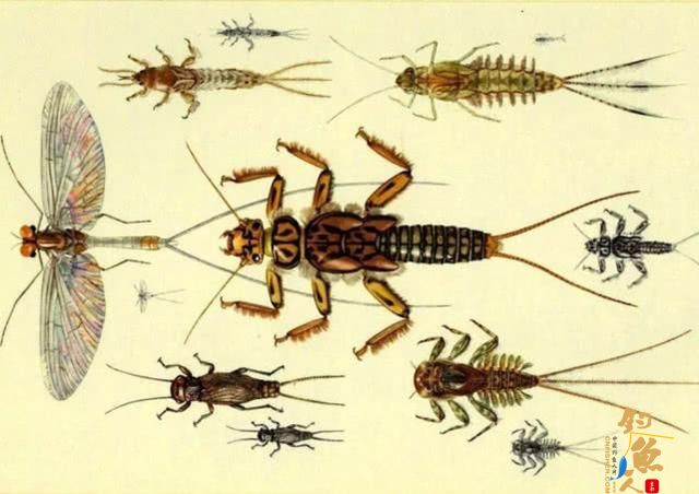 国外叫飞蝇我们叫毛钩，这钓鱼用具更像是一件艺术品