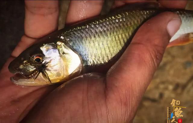 国外叫飞蝇我们叫毛钩，这钓鱼用具更像是一件艺术品