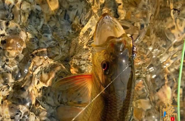 国外叫飞蝇我们叫毛钩，这钓鱼用具更像是一件艺术品