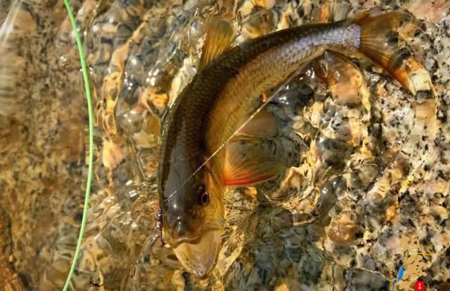 国外叫飞蝇我们叫毛钩，这钓鱼用具更像是一件艺术品