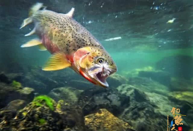 国外叫飞蝇我们叫毛钩，这钓鱼用具更像是一件艺术品