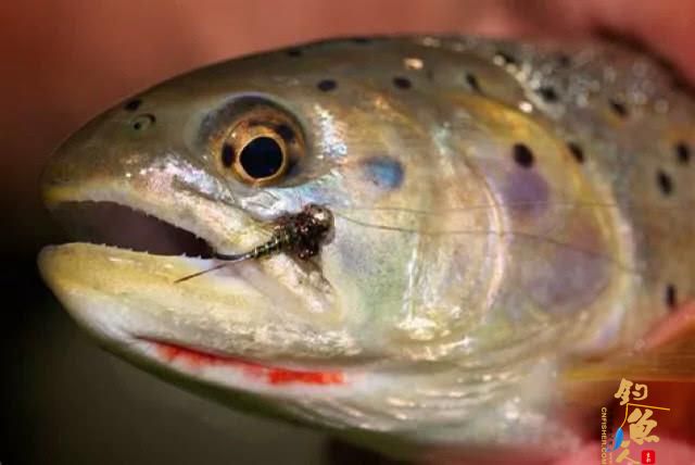 国外叫飞蝇我们叫毛钩，这钓鱼用具更像是一件艺术品