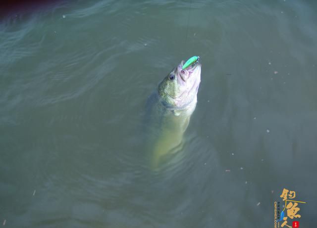 初冬路亚黑鲈，我要先看看这份指南，省得白去一趟