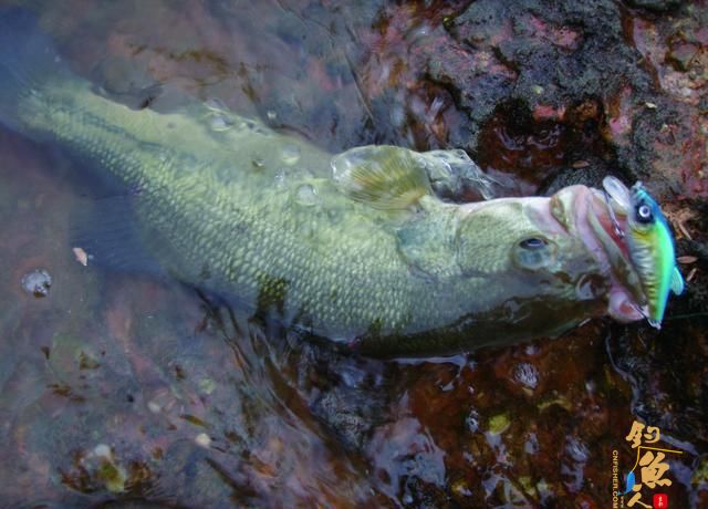 初冬路亚黑鲈，我要先看看这份指南，省得白去一趟