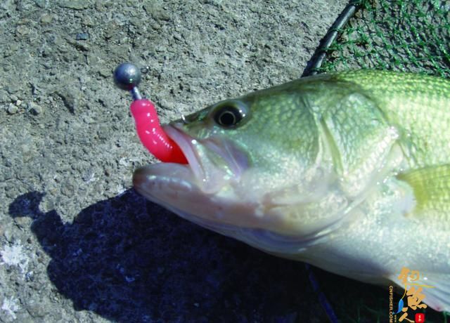 初冬路亚黑鲈，我要先看看这份指南，省得白去一趟